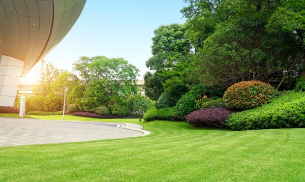 Commercial Shrub Trimming in Saint Johns