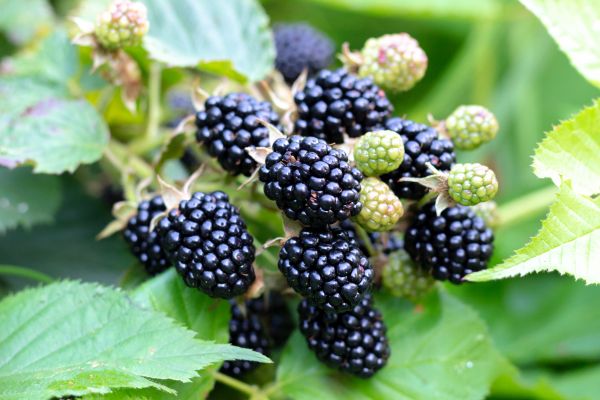 Blackberry Bush Removal in Saint Johns