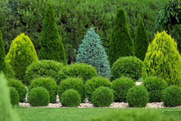 Bush Shaping Service in Saint Johns