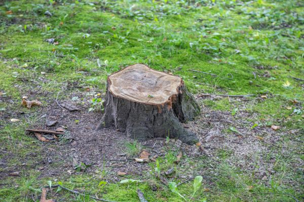 Bush Stump Removal in Saint Johns