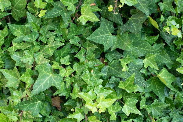 English Ivy Removal in Saint Johns