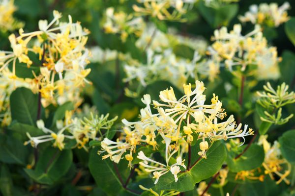 Honeysuckle Removal in Saint Johns