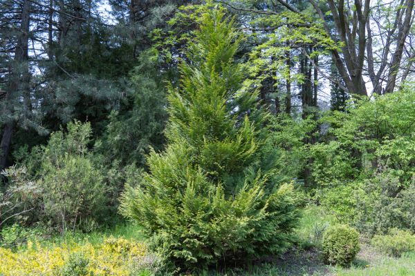 Juniper Pruning in Saint Johns