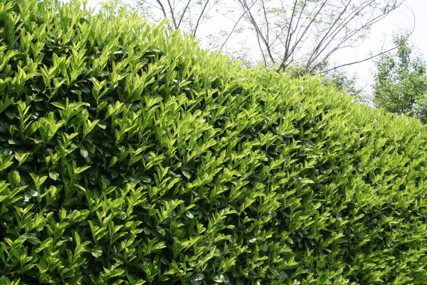 Laurel Removal in Saint Johns