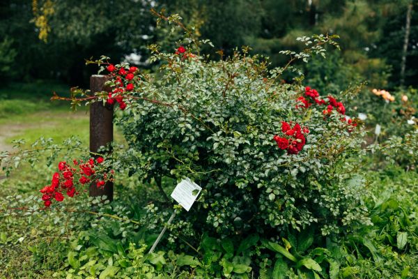 Rose Bush Removal in Saint Johns