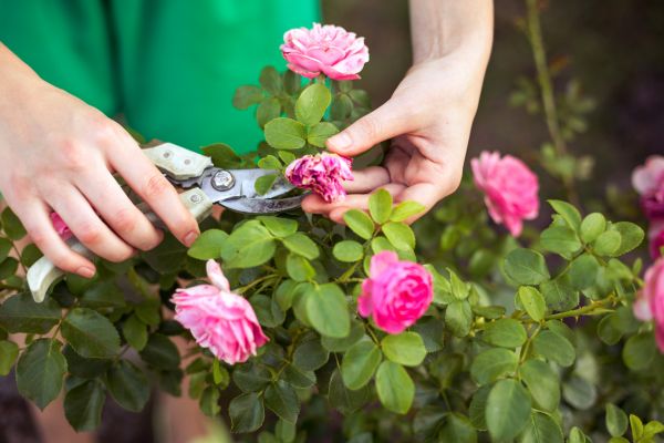 Rose Trimming in Saint Johns