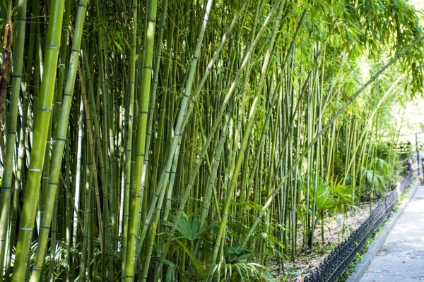 Bamboo Root Removal in Saint Johns