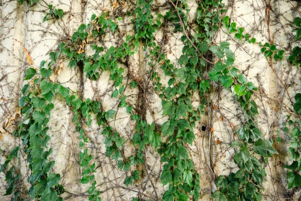 Vine Removal Service in Saint Johns