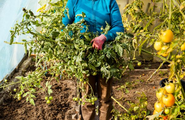 Garden Plant Removal in Saint Johns