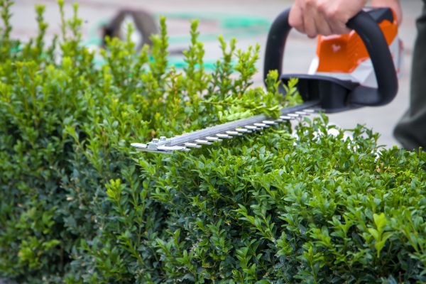 Hedge Shearing in Saint Johns