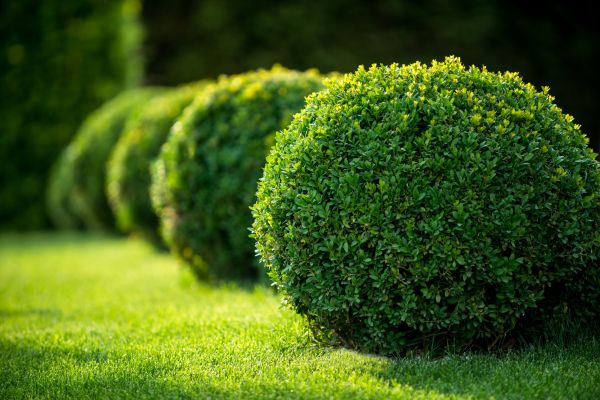 Bush Pruning in Saint Johns