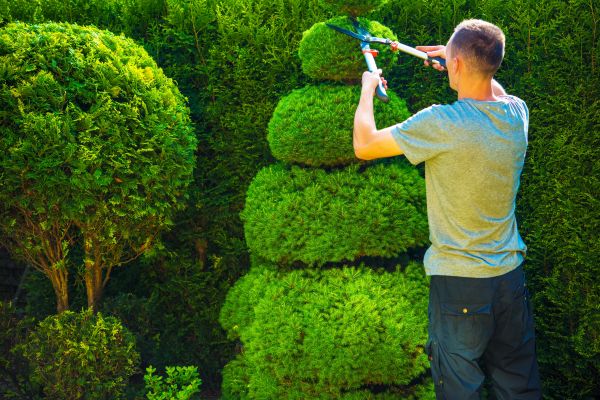 Topiary Shaping in Saint Johns