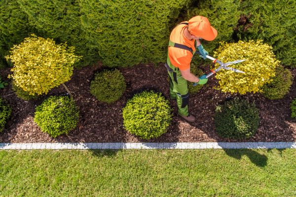 Topiary Trimming in Saint Johns