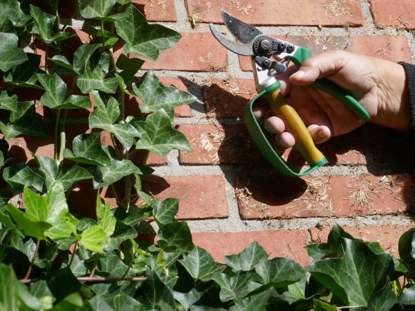 Ivy Removal Service in Saint Johns