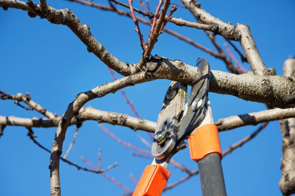 Selective Pruning in Saint Johns