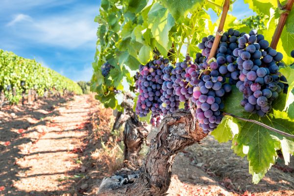 Grapevine Pruning in Saint Johns