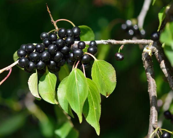 Buckthorn Removal in Saint Johns
