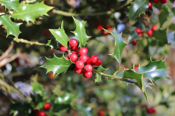 Holly Tree Trimming in Saint Johns