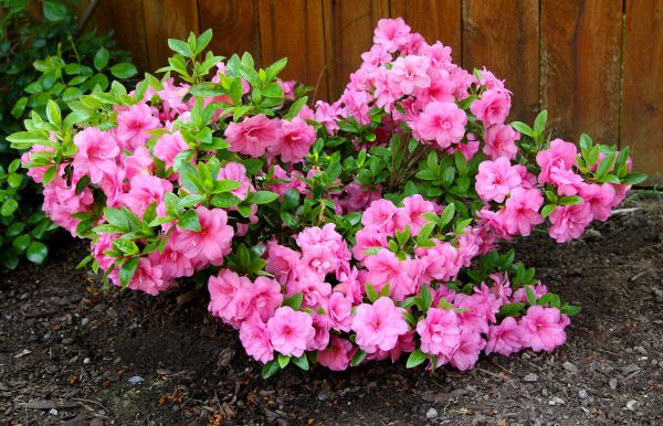Azaleas Removal in Saint Johns