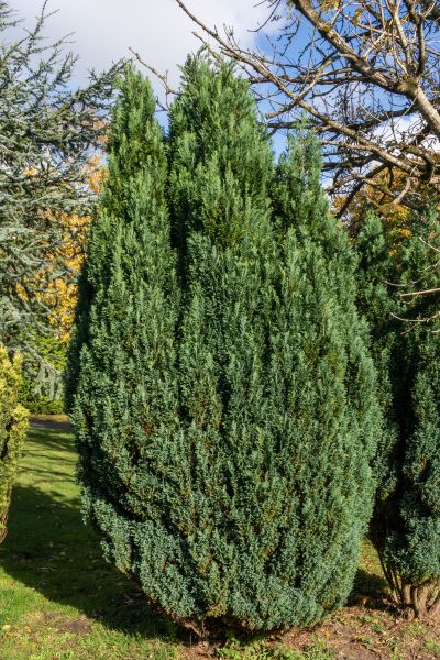 Juniper Trimming in Saint Johns
