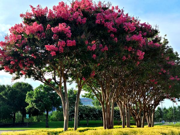 Crepe Myrtle Pruning in Saint Johns