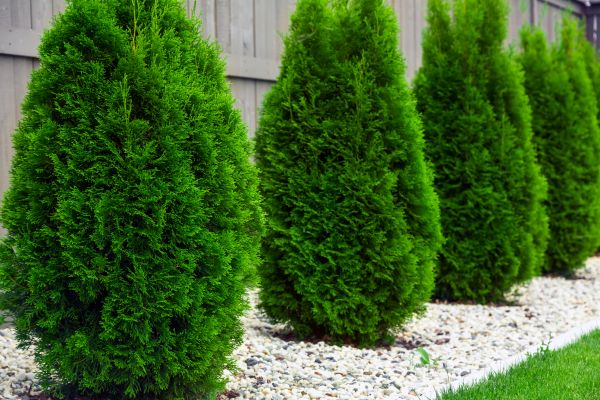 Arborvitae Pruning in Saint Johns