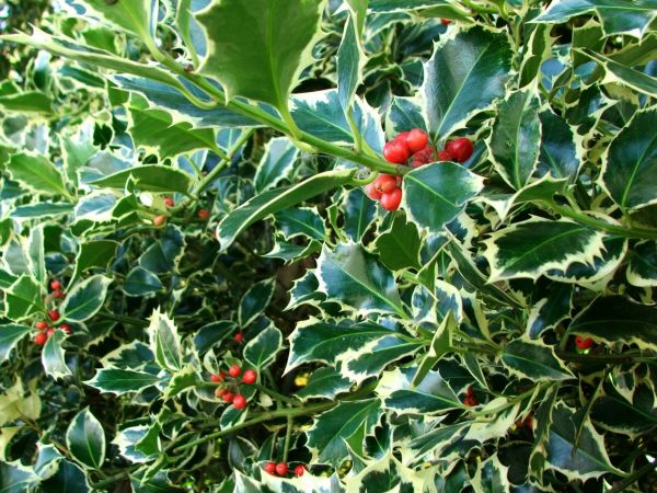 Holly Bushes Trimming in Saint Johns