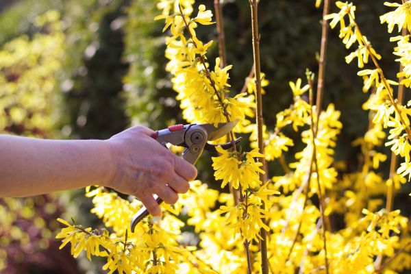 Forsythia Pruning in Saint Johns