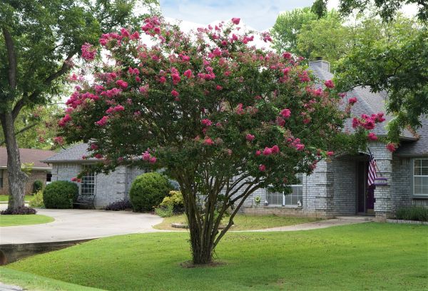 Crepe Myrtle Trimming in Saint Johns