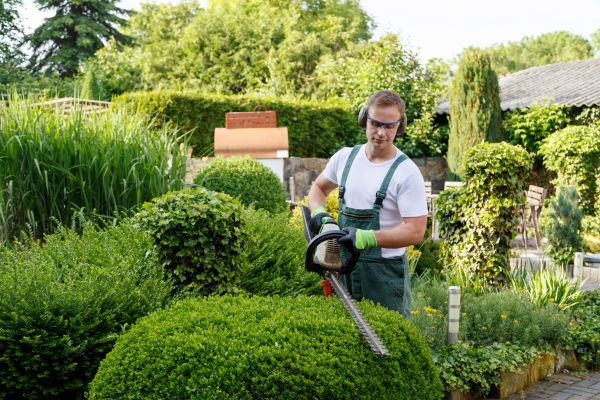 Shrubs Trimming in Saint Johns