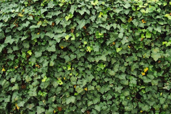 Ivy Pruning service in Saint Johns