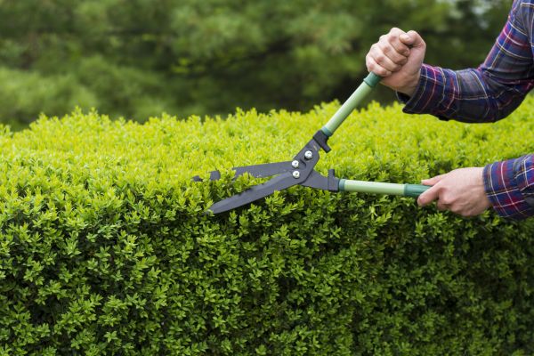 Evergreen Shrub Pruning in Saint Johns