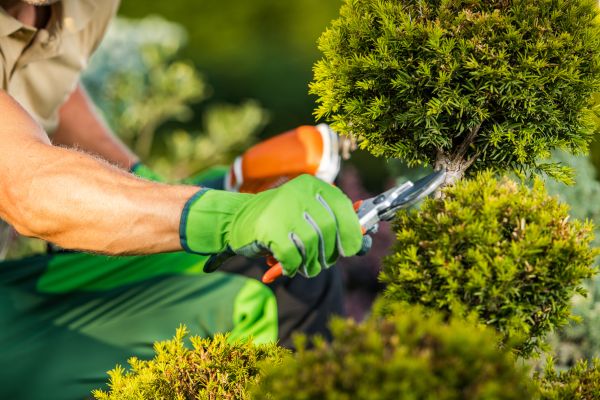 Landscape Pruning Service in Saint Johns