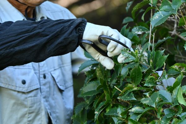 Holly Pruning in Saint Johns