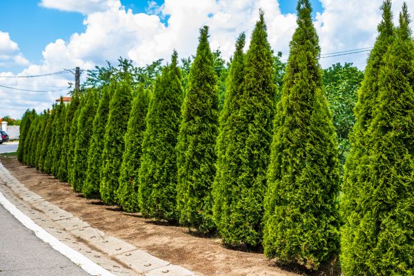 Arborvitae Shearing in Saint Johns