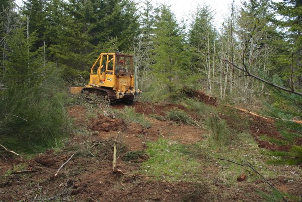 Shrubbery Clearing in Saint Johns
