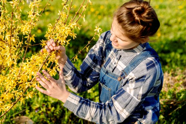 Forsythia Trimming in Saint Johns