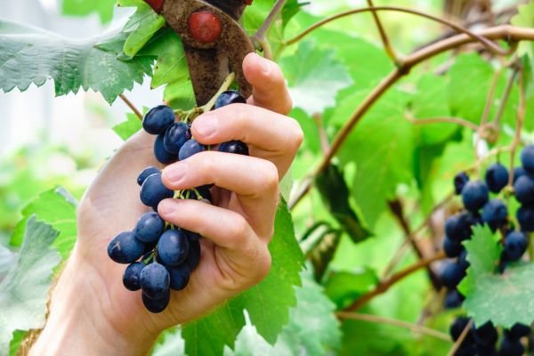 Vineyard Pruning in Saint Johns