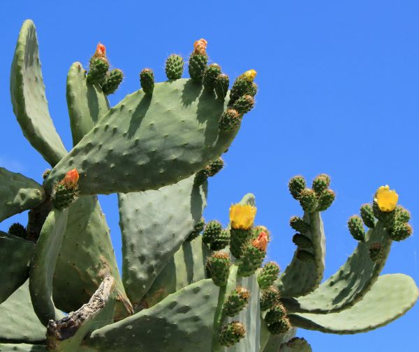 Cactus Removal in Saint Johns