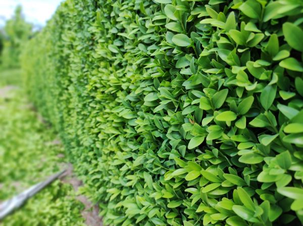 Boxwood Pruning in Saint Johns