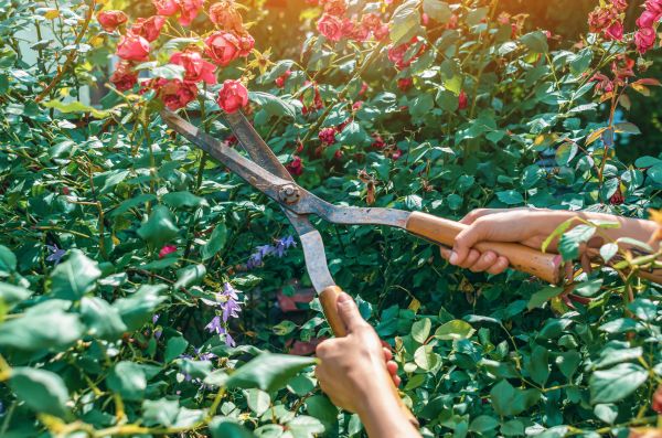 Knockout Roses Pruning in Saint Johns