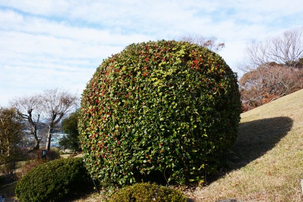 Holly Shrub Pruning in Saint Johns