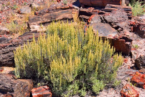 Sagebrush Removal in Saint Johns