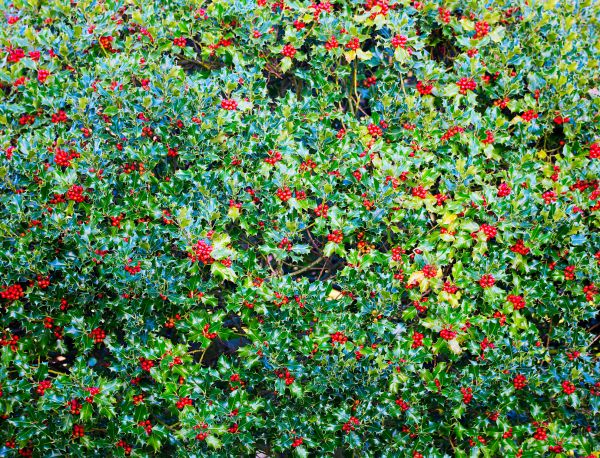 Holly Bush Removal in Saint Johns