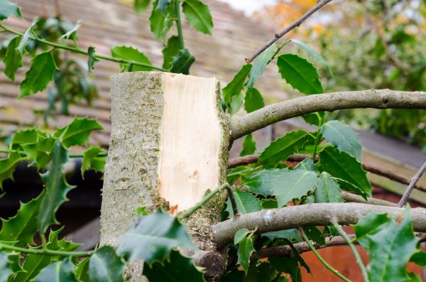 Holly Tree Removal in Saint Johns