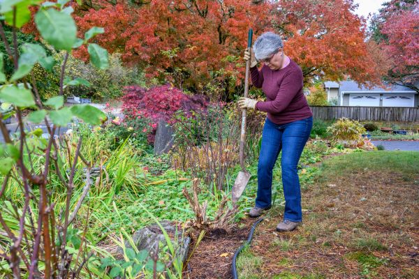 Dead Bush Removal in Saint Johns