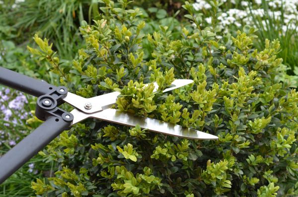 Boxwood Trimming in Saint Johns