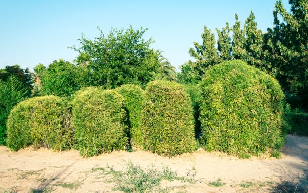 Bamboo Hedge Removal in Saint Johns