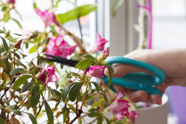Azalea Pruning in Saint Johns