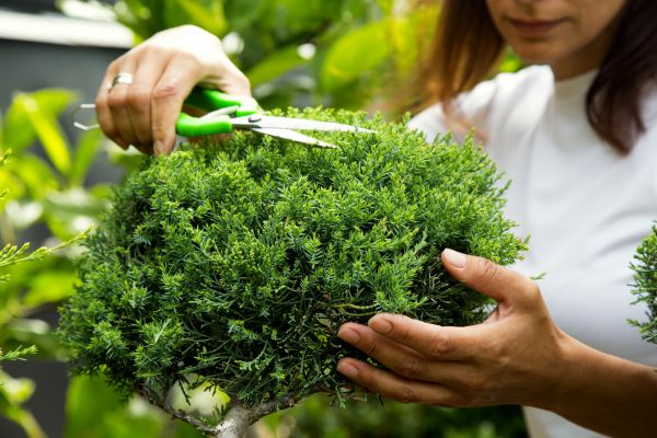 Juniper Shrub Pruning in Saint Johns